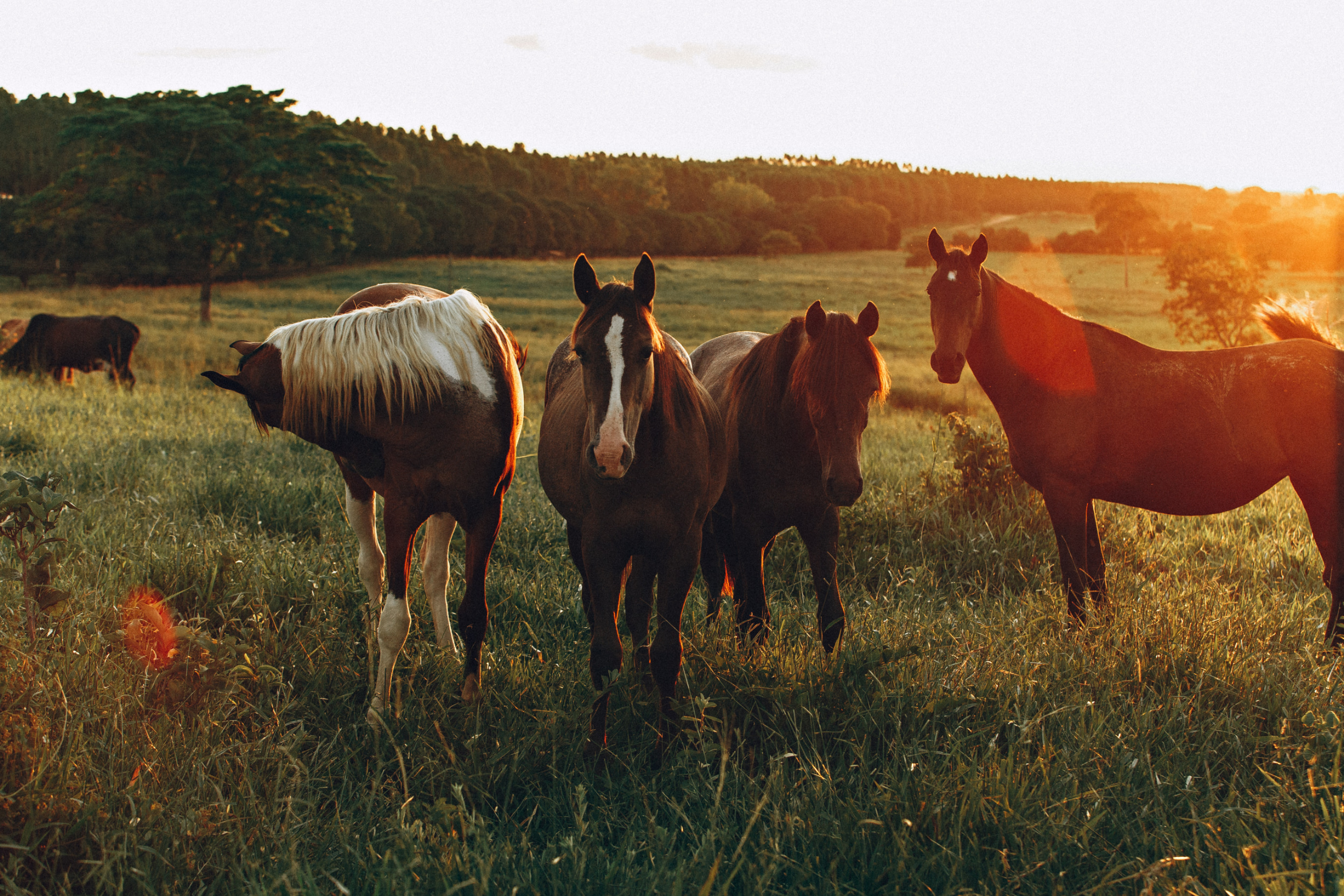 Должны ли мы доминировать или быть лидером для своей лошади? - Equilogy