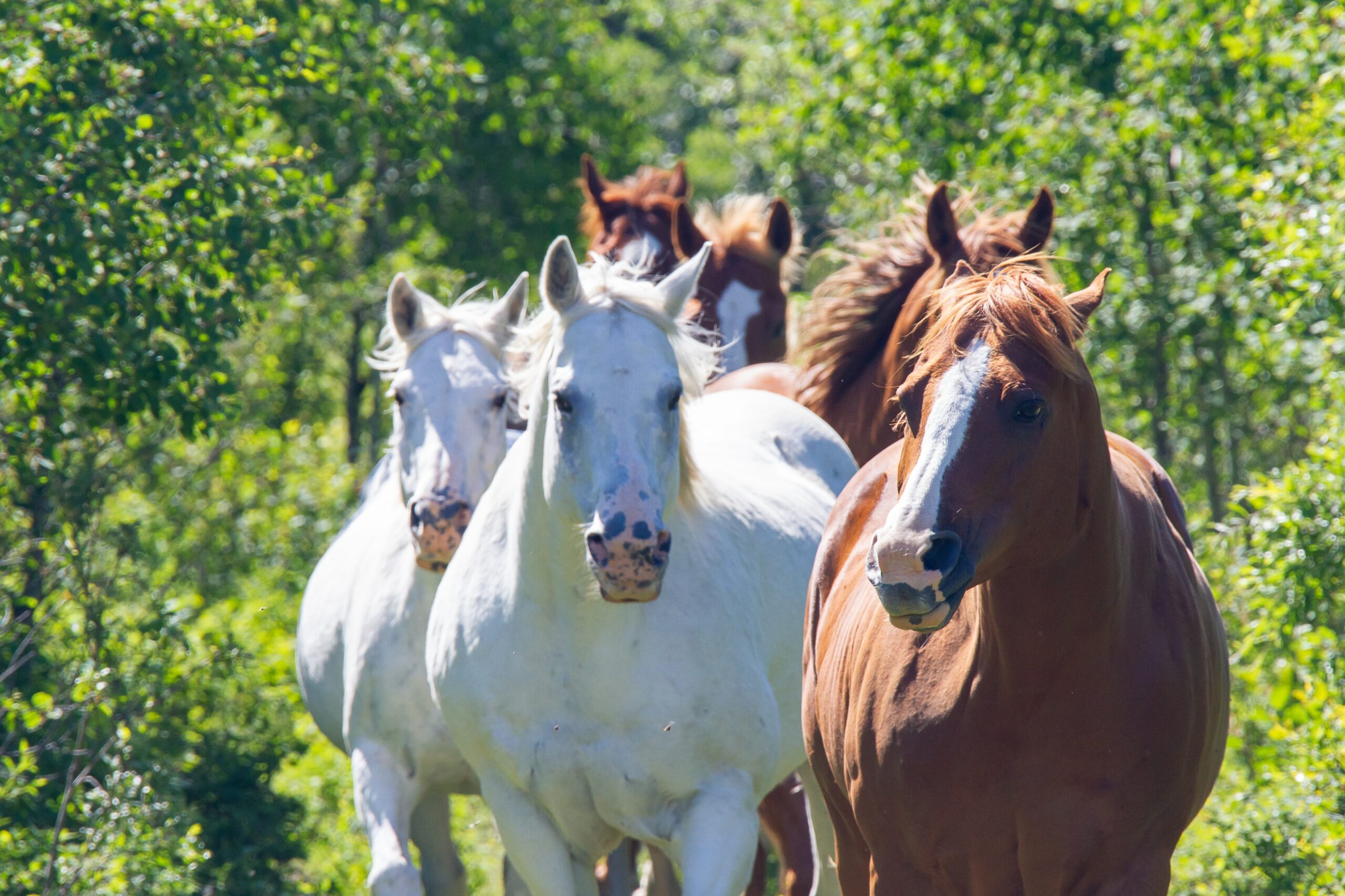             Psyhorse  